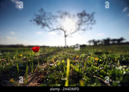 La seule fleur tendre fleurit au milieu des arbres et des herbes afin d'accueillir la plus belle saison de l'année, le doux printemps, où Banque D'Images