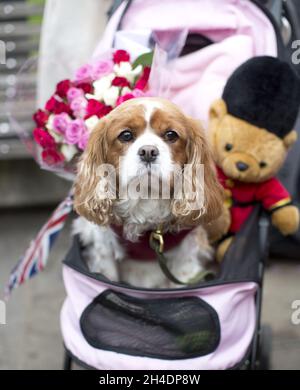 Le chien de Judy Daley, fan de Royal, nommé Camilla, d'après la duchesse de Cornwall, attend devant le château de Windsor, Berkshire, pour voir sa Majesté la Reine sur une promenade pour marquer son 90e anniversaire.Elle dévoilera une plaque marquant la promenade de la Reine au pied de Castle Hill. Banque D'Images
