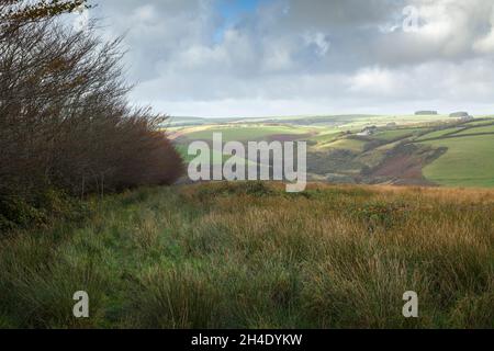 Hedgebank de hêtre en automne marquant la limite de la forêt royale le long de la bordure ouest de Withypool commune avec la vallée de la Barle au-delà dans le parc national d'Exmoor, Somerset, Angleterre. Banque D'Images