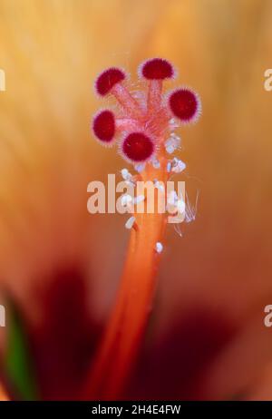 cœur central d'une macro de fleur d'hibiscus orange rouge jaune Banque D'Images