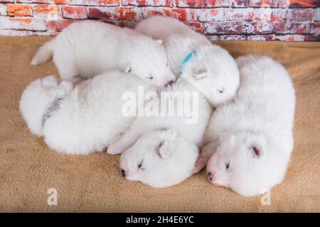 Cinq petits chiens de deux semaines d'âge mignon blanc chiots Samoyed Banque D'Images