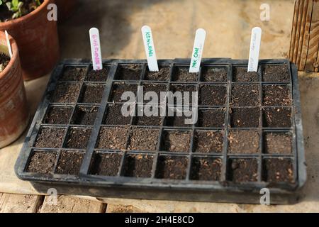 Un lit de légumes cultivés au St Raphael Community Garden à Neasden, dans le nord de Londres, qui fournit des légumes frais pour la banque alimentaire et la cuisine de Sufra NW London qui distribue des repas chauds pour les personnes vulnérables depuis que le Royaume-Uni a commencé le confinement pour aider à freiner la propagation du coronavirus.Date de la photo: Vendredi 15 mai 2020 Banque D'Images