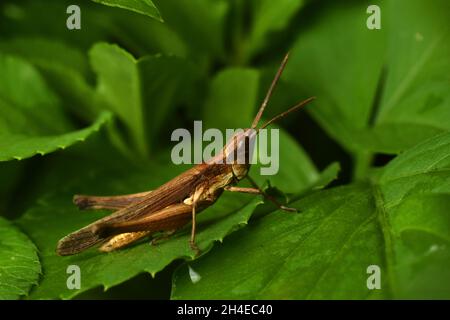 Photo de gros plan de sauterelle brune au milieu du feuillage vert. Banque D'Images