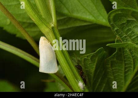 Planthopper blanc parmi le feuillage vert. Banque D'Images