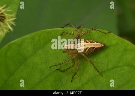 Photo en gros plan de lynx araignée rampant sur la feuille verte.Oxyopes javanus. Banque D'Images