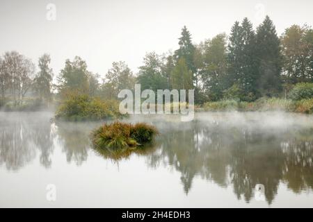 Herbstliche Stimmung an Weiher im Naturschutzgebiet Wildert in Illnau, Raureif bedeckt végétation auf den Inseln und Nebelschwaden schweben über dem W Banque D'Images