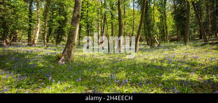 Panorama printanier de bluebell à Suffolk, en Angleterre, avec des arbres mûrs au soleil Banque D'Images