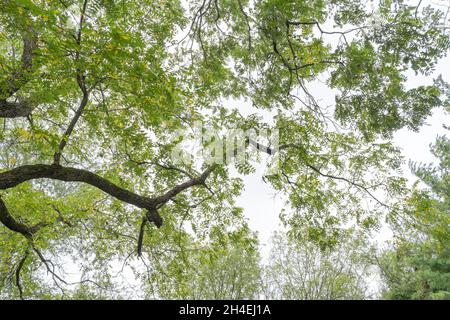 Vue vers le haut d'une grande branche d'arbre en noyer avec le ciel Banque D'Images