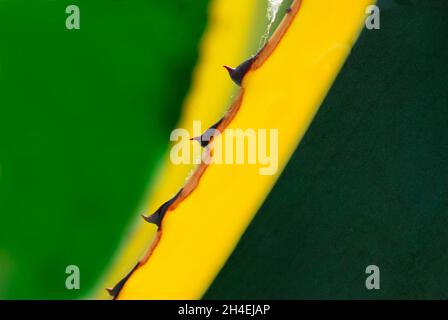 Feuille Agave, prise de vue macro, arrière-plan Banque D'Images