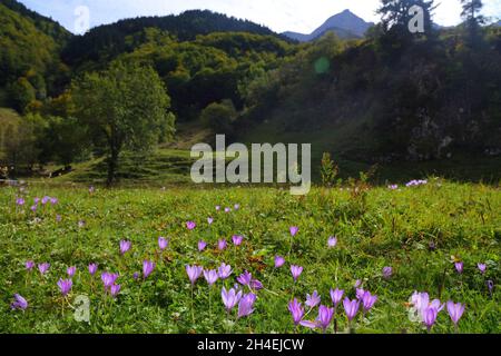 Pyrénées françaises nature - automne fleurs de crocus (Colchicum).Vallée de la montagne du Cirque de Gavarnie dans le Parc National des Pyrénées (Français : Parc National des Py Banque D'Images