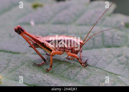 Gros plan sur un cricket immature du Bush noir, Pholidoptera griseoaptera Banque D'Images