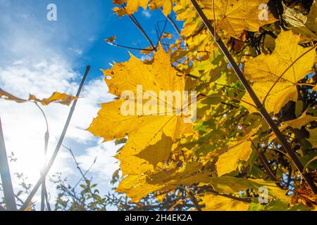 les feuilles d'érable jaune brillent en automne dans des couleurs impressionnantes contre un ciel légèrement nuageux en contre-jour Banque D'Images