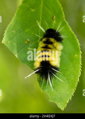 Une chenille tachetée (Lophocampa maculata) sur une feuille dans le nord du Minnesota. Banque D'Images