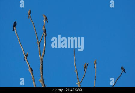 Un troupeau de plusieurs femelles et d'un mâle à ailes rouges dans un arbre mort au parc national William O'Brien, dans le Minnesota. Banque D'Images