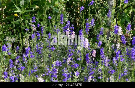 Ackerrittersporn, consolida ajacis ist eine Wild-und Heilpflanze mit blauen Blueten.Barnacle éperon, consolida ajacis est une plante sauvage et médicinale avec Banque D'Images