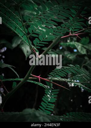Plan vertical de feuilles d'Acacia terminalis vertes Banque D'Images