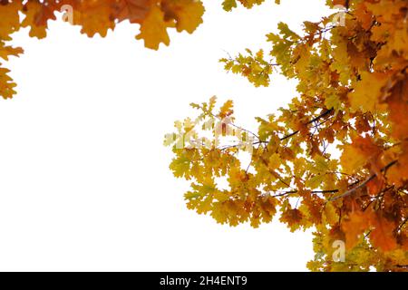 Branches de chêne avec feuillage jaunissement au début de l'automne, sur fond blanc Banque D'Images