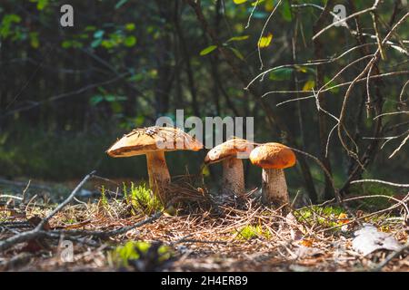 Trois champignons boletus edulis poussent dans le bois.Champignons de la calotte orange en forêt Banque D'Images