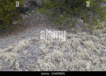 Coyote mort près du sud du Nouveau-Mexique Banque D'Images