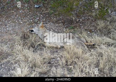 Coyote mort près du sud du Nouveau-Mexique Banque D'Images