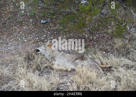 Coyote mort près du sud du Nouveau-Mexique Banque D'Images