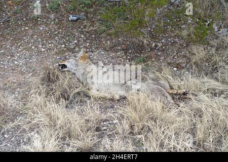 Coyote mort près du sud du Nouveau-Mexique Banque D'Images