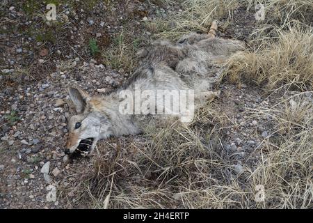 Coyote mort près du sud du Nouveau-Mexique Banque D'Images