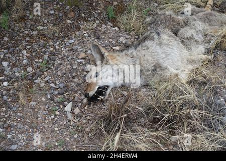 Coyote mort près du sud du Nouveau-Mexique Banque D'Images