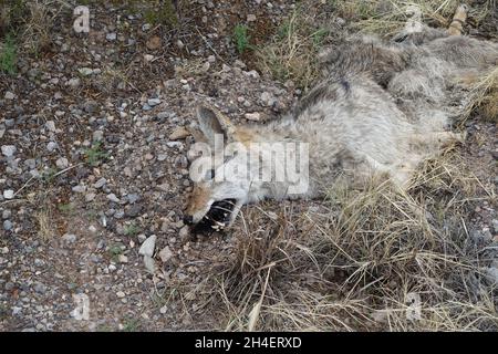 Coyote mort près du sud du Nouveau-Mexique Banque D'Images