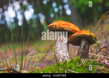Deux champignons boletus edulis poussent.Champignons de la calotte orange en forêt Banque D'Images