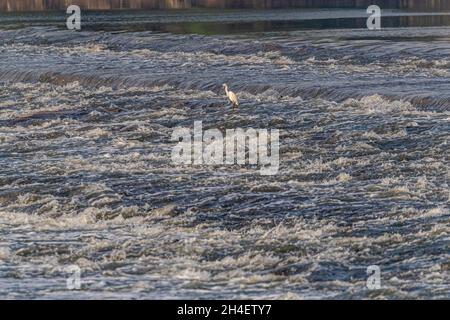 Pêche à l'aigrette dans une rivière au milieu de l'eau Banque D'Images