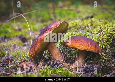 Deux champignons comestibles poussent sur la glade de la forêt.Nourriture de champignons CEP.Boletus poussant dans la nature sauvage Banque D'Images