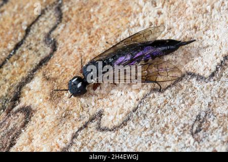 Erlen-Schwertwespe, Schwertwespe, Weibchen, Xiphydria camelus, Alder Wood-Wasp,Guêpe à bois, guêpe à bois, femelle, Xiphydriidae, Schwertwespen Banque D'Images