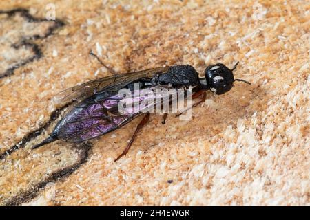 Erlen-Schwertwespe, Schwertwespe, Weibchen, Xiphydria camelus, Alder Wood-Wasp,Guêpe à bois, guêpe à bois, femelle, Xiphydriidae, Schwertwespen Banque D'Images