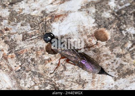 Erlen-Schwertwespe, Schwertwespe, Weibchen, Xiphydria camelus, Alder Wood-Wasp,Guêpe à bois, guêpe à bois, femelle, Xiphydriidae, Schwertwespen Banque D'Images