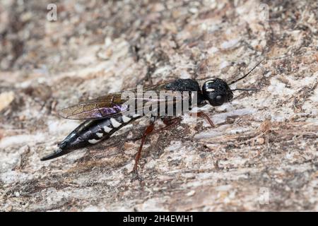 Erlen-Schwertwespe, Schwertwespe, Weibchen, Xiphydria camelus, Alder Wood-Wasp,Guêpe à bois, guêpe à bois, femelle, Xiphydriidae, Schwertwespen Banque D'Images