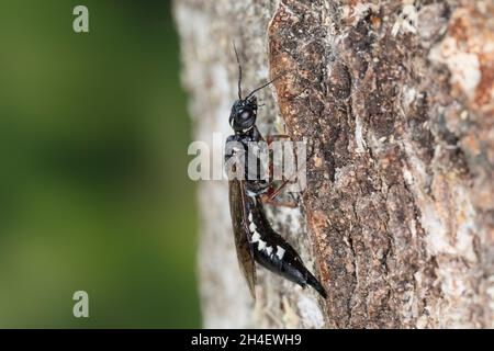 Erlen-Schwertwespe, Schwertwespe, Weibchen, Xiphydria camelus, Alder Wood-Wasp,Guêpe à bois, guêpe à bois, femelle, Xiphydriidae, Schwertwespen Banque D'Images