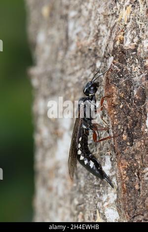 Erlen-Schwertwespe, Schwertwespe, Weibchen, Xiphydria camelus, Alder Wood-Wasp,Guêpe à bois, guêpe à bois, femelle, Xiphydriidae, Schwertwespen Banque D'Images