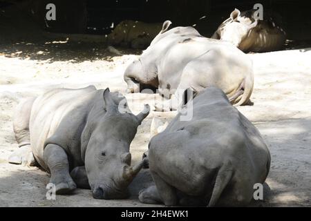 groupe de rhinocéros paresseux sur le sol Banque D'Images