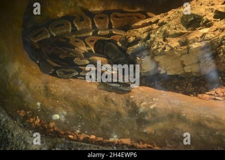 serpent python isolé avec peau texturée brun noir Banque D'Images