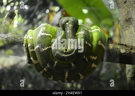 serpent vert vif avec bandes blanches enroulées sur un tronc d'arbre Banque D'Images