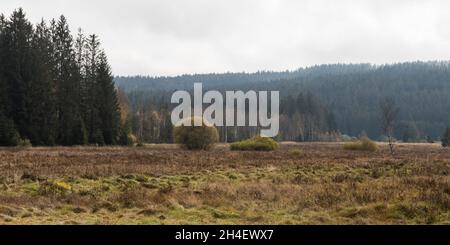 Klosterfilz, Bayerischer Wald Banque D'Images