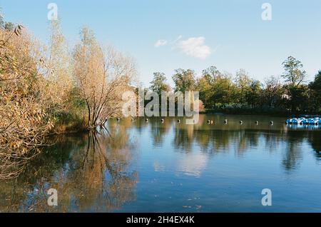 Le lac de canotage au Crystal Palace Park, sud-est de Londres, en automne Banque D'Images