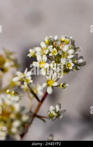 Saxifraga crustata fleur en montagne, macro Banque D'Images