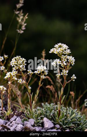 Saxifraga crustata fleurit en montagne Banque D'Images