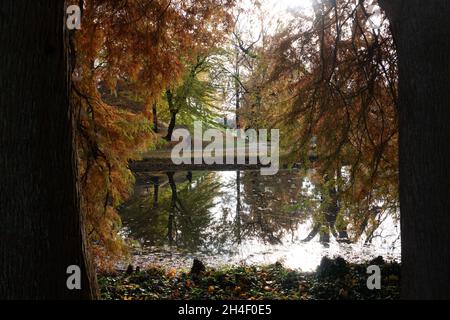 Celle, Allemagne.02 novembre 2021.Un homme marche parmi les arbres de couleur automnale dans le parc.Crédit : Demy Becker/dpa/Alay Live News Banque D'Images