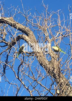 petit perroquet vert sur un arbre Banque D'Images