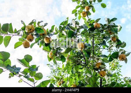 Beaucoup de grands quinces jaunes et feuilles vertes fraîches mûres sur les brunches d'arbre dans un verger en automne ensoleillé, photographiés avec une attention sélective Banque D'Images