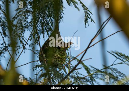 Image d'un oiseau de tisserand et de son nid. Banque D'Images