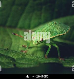 Petit et petit insecte dans la nature Banque D'Images